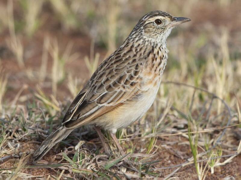 Rufous-naped Lark (Corypha africana)