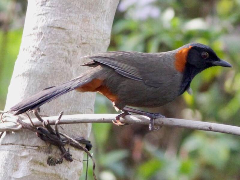 Rufous-necked Laughingthrush