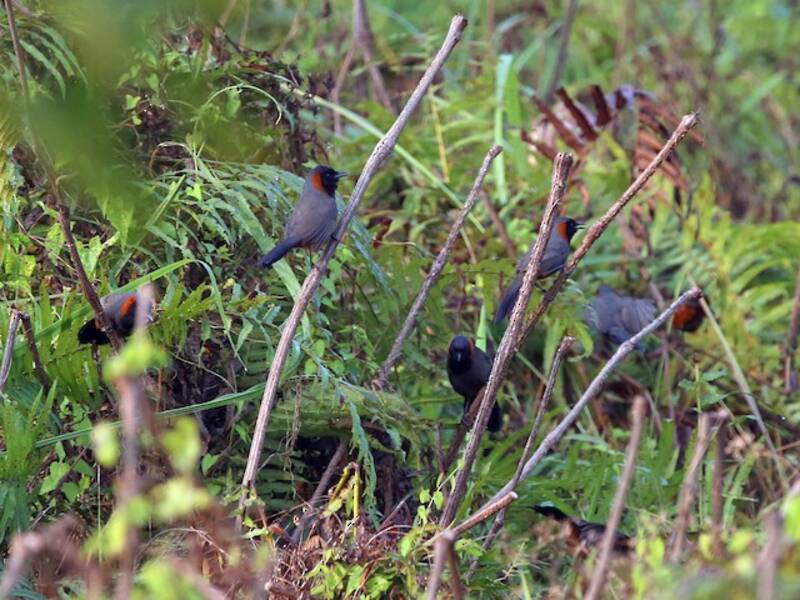 Garrulo dal collare rosso, Foto 4