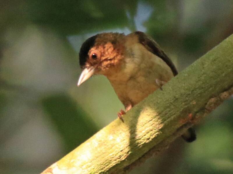 Rusty-necked Piculet