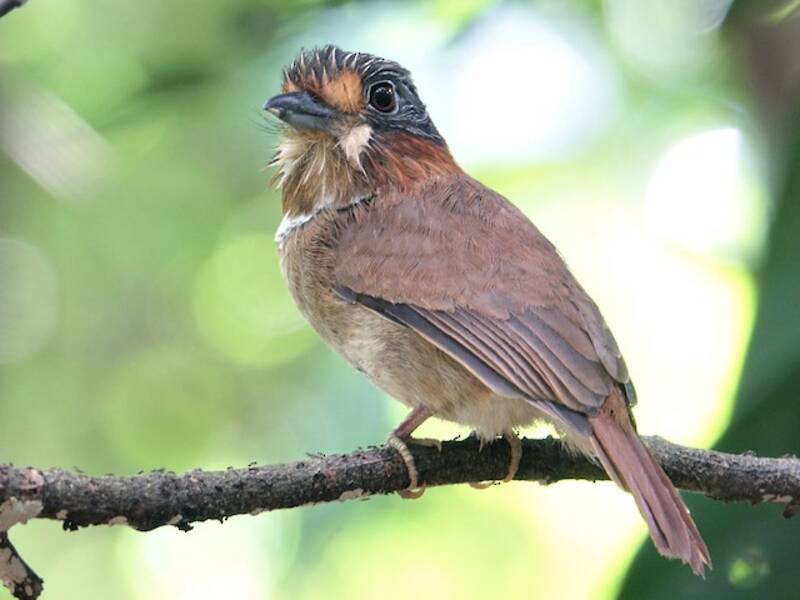 Rufous-necked Puffbird, Photos 3