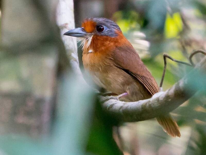 Rufous-necked Puffbird, Photos 4