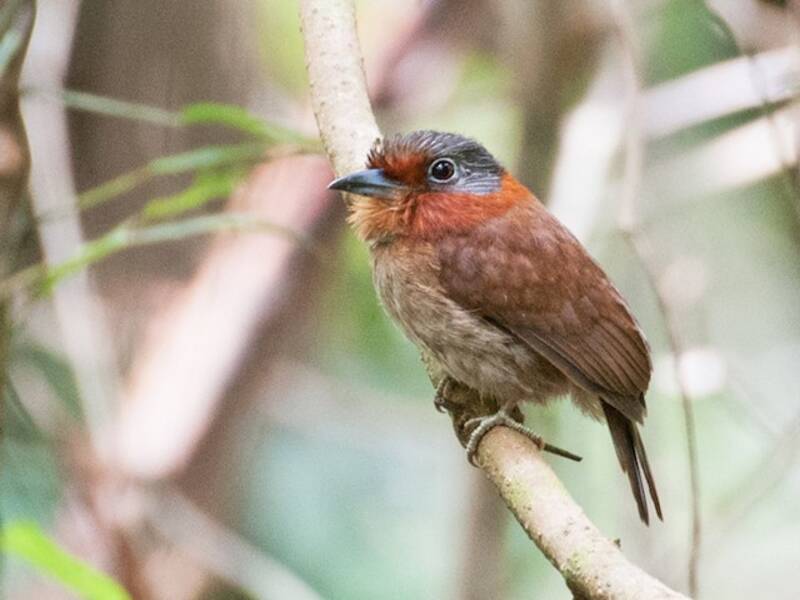 Rufous-necked Puffbird