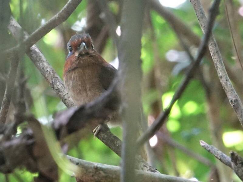 Rufous-necked Puffbird, Photos 2