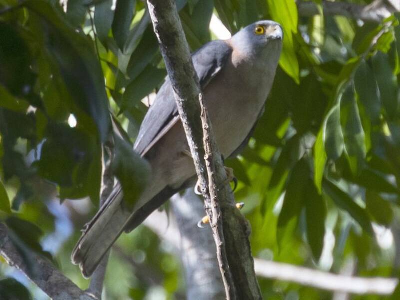 Rufous-necked Sparrowhawk, Photos 4