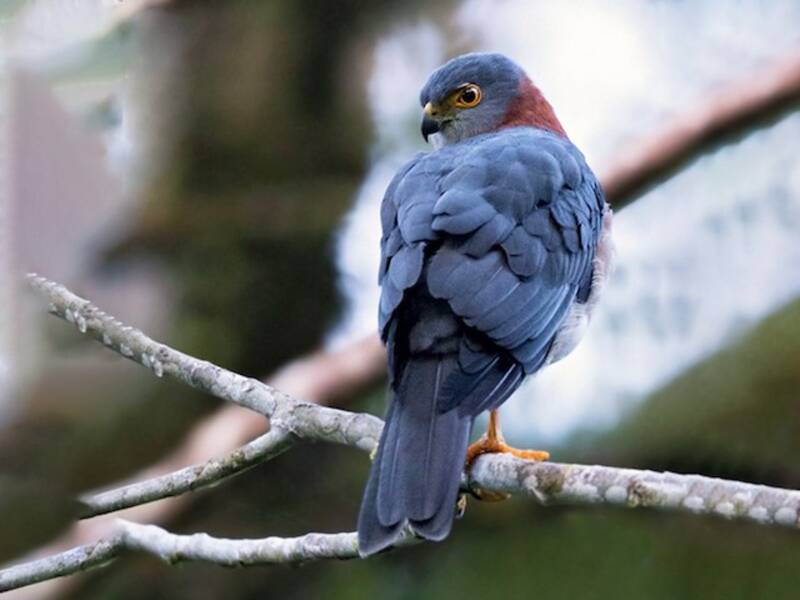 Rufous-necked Sparrowhawk, Photos 2