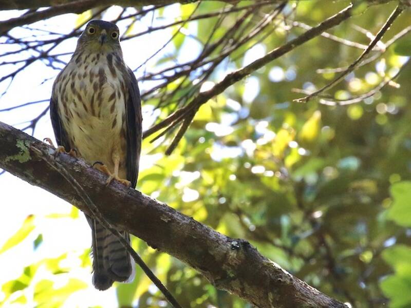 Rufous-necked Sparrowhawk