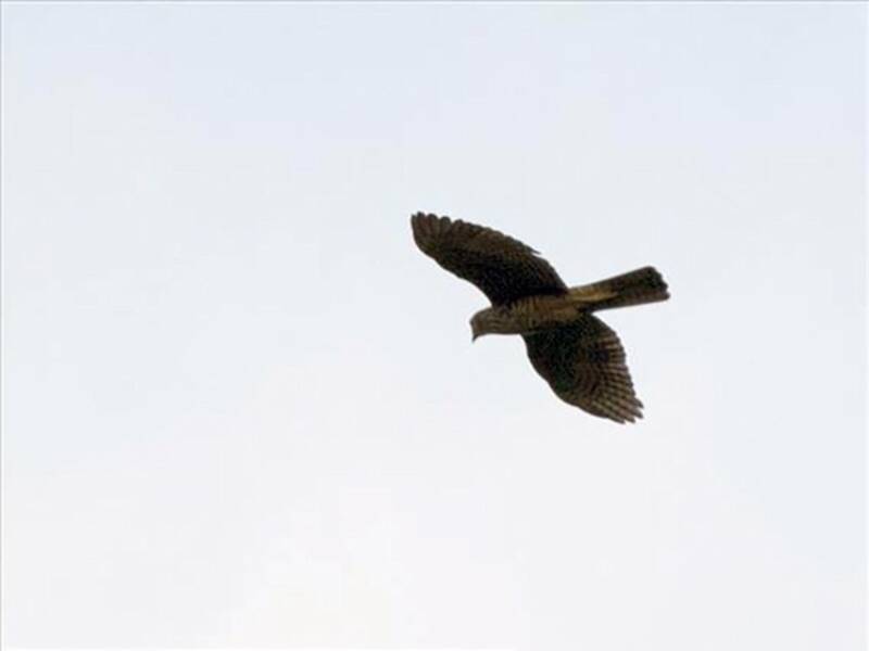 Rufous-necked Sparrowhawk, Photos 3