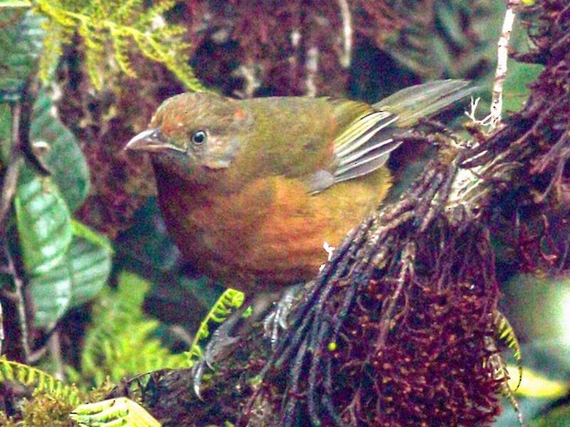 Pájarocampana Nuquirrufo, Fotos 3