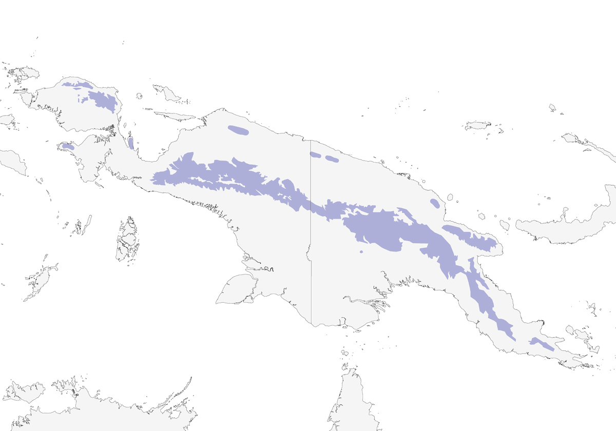 Pájarocampana Nuquirrufo, Distribución 1