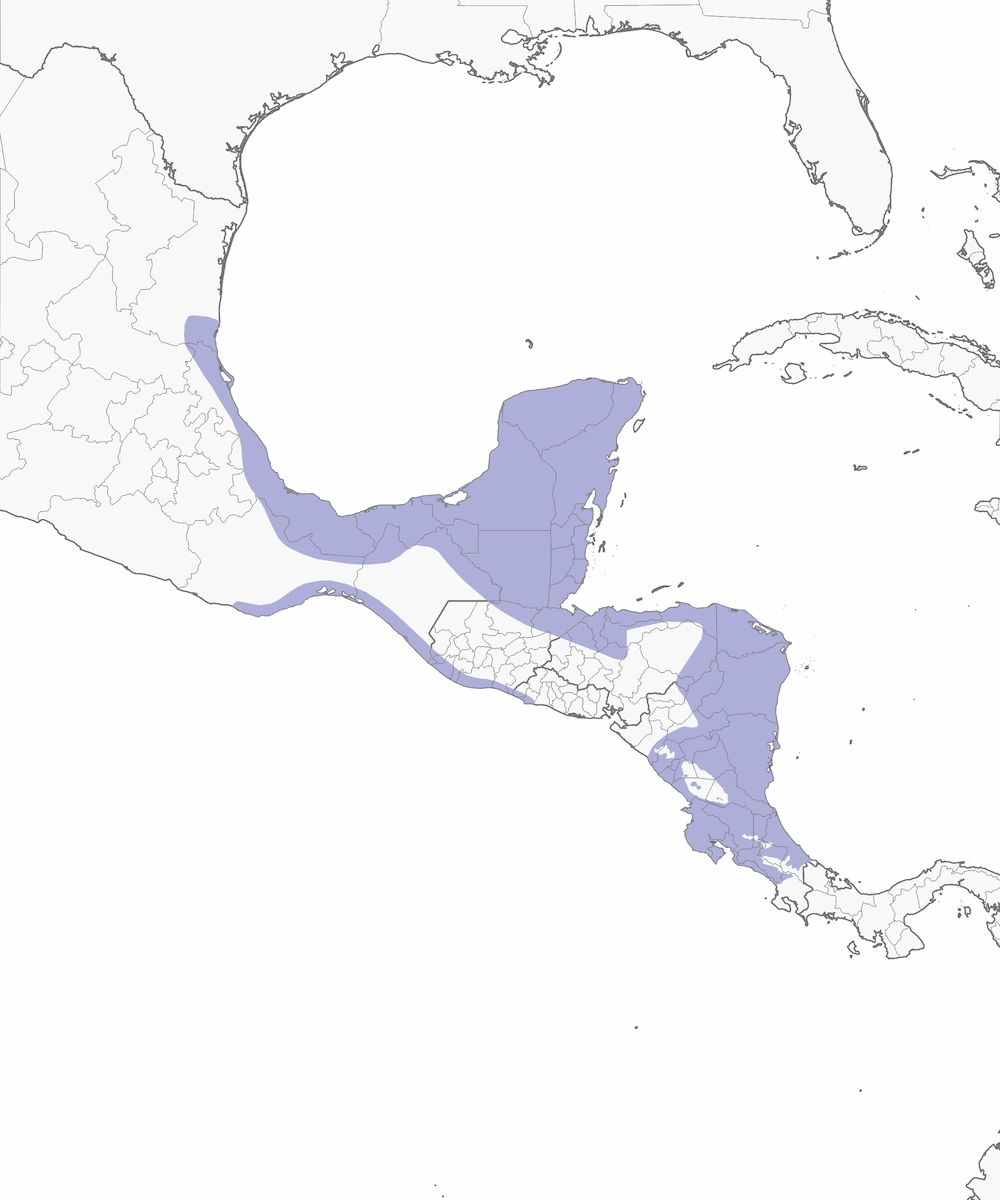 Rascón de nuca canela, Distribución 1