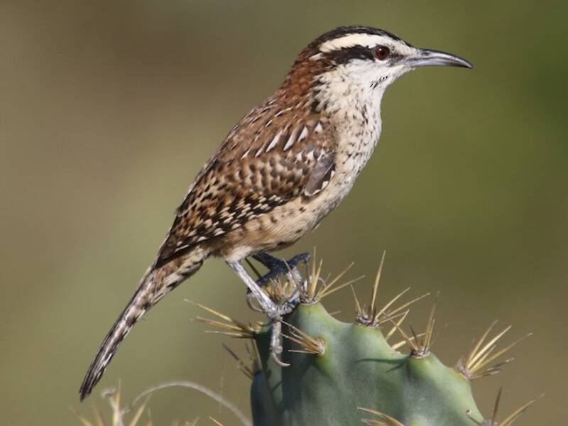 Veracruz Wren, Photos 3
