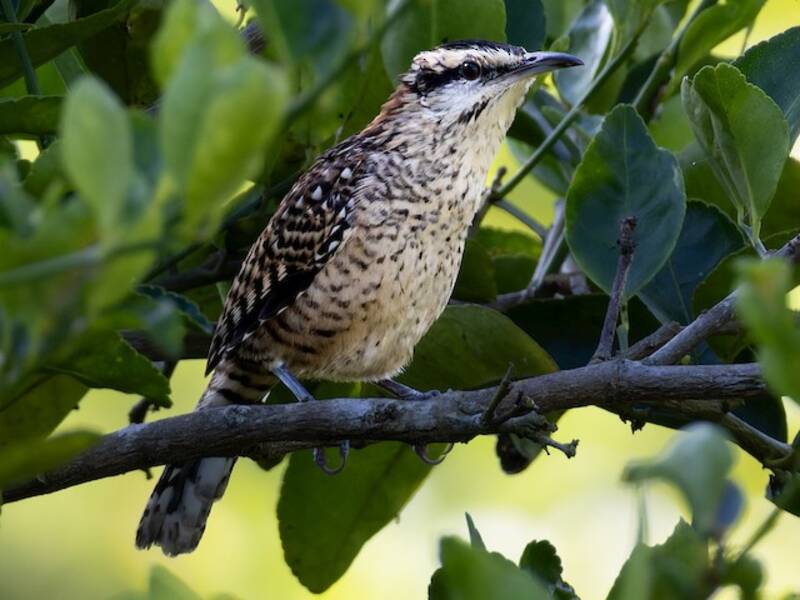Veracruz Wren, Photos 2
