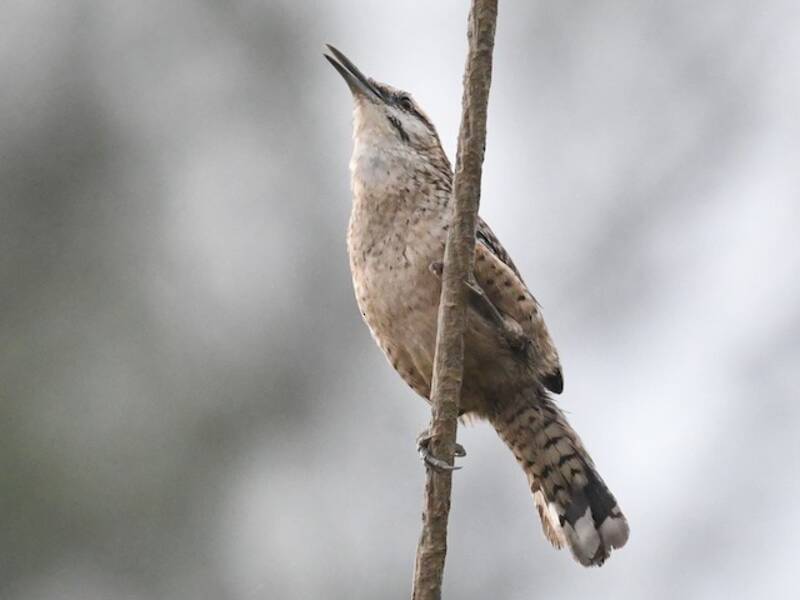 Veracruz Wren, Photos 4