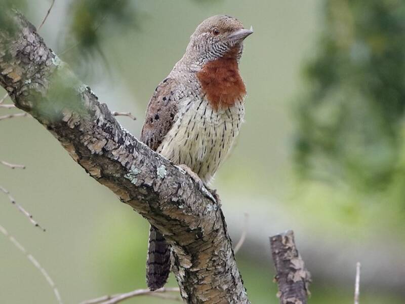 Red-throated Wryneck (Jynx ruficollis)