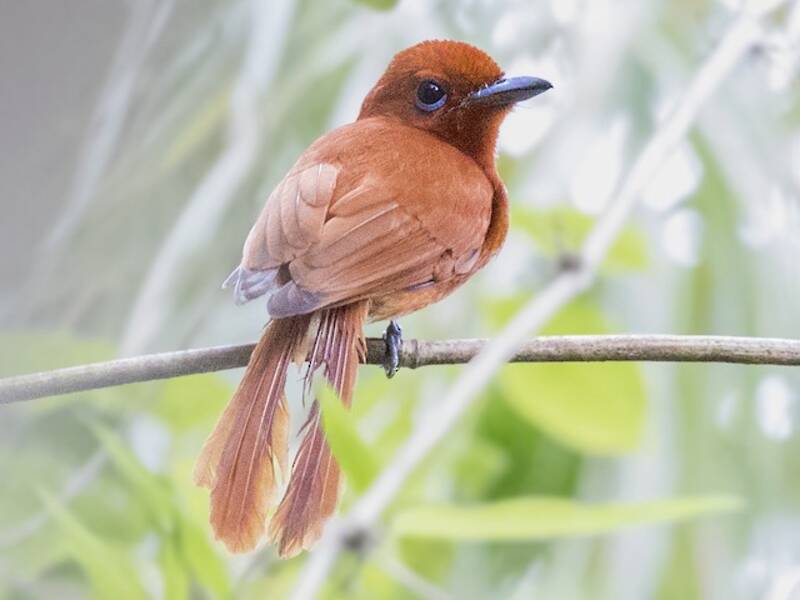 Rufous Paradise-Flycatcher, 照片 3