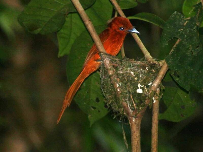 Rufous Paradise-Flycatcher, 照片 2