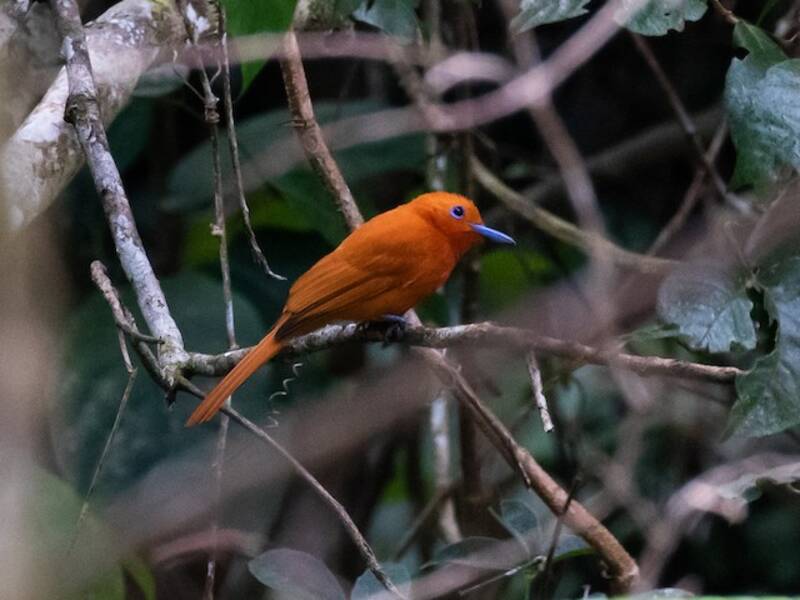 Rufous Paradise-Flycatcher, 照片 4