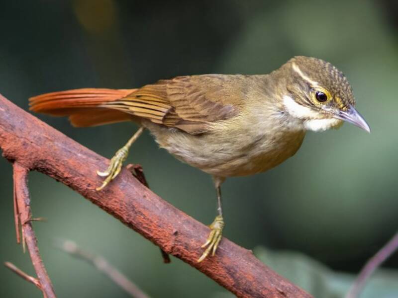 Rufous-rumped Foliage-gleaner, Photos 4
