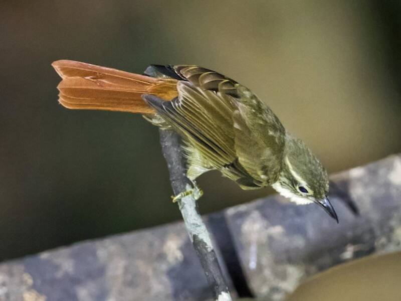 Rufous-rumped Foliage-gleaner, Photos 3