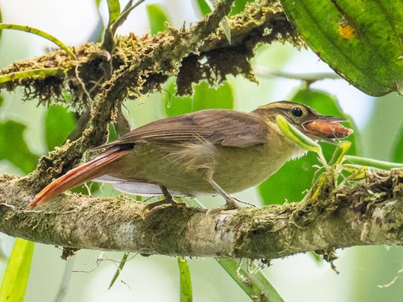 Rufous-rumped Foliage-gleaner, Photos 2