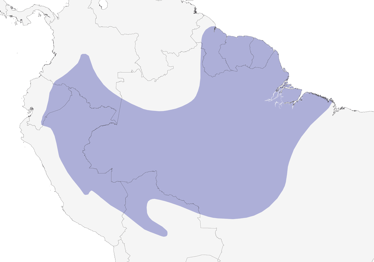Rufous-rumped Foliage-gleaner, Distribution 1