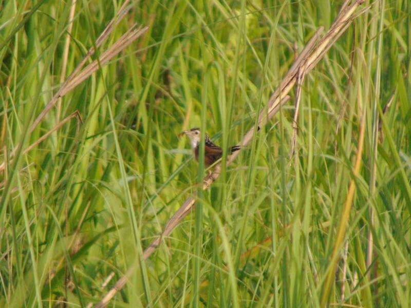 Indischer Grassänger