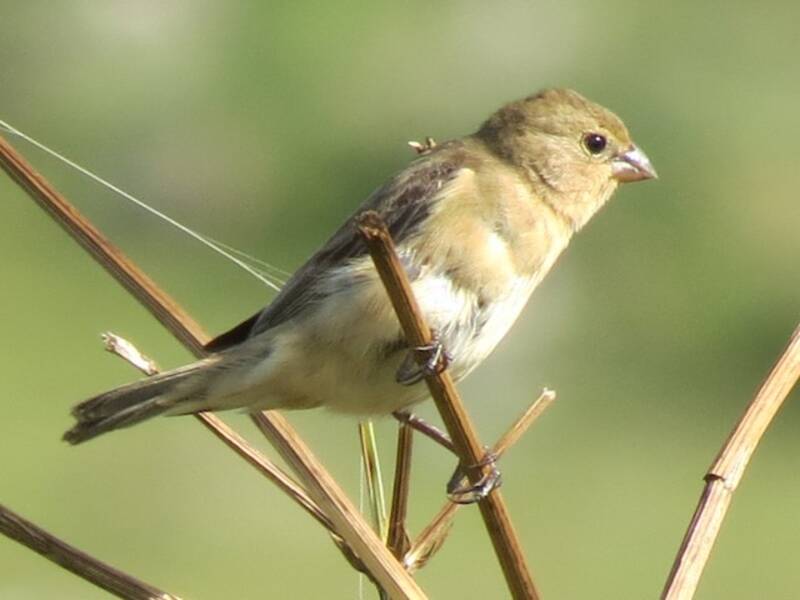 Rufous-rumped Seedeater