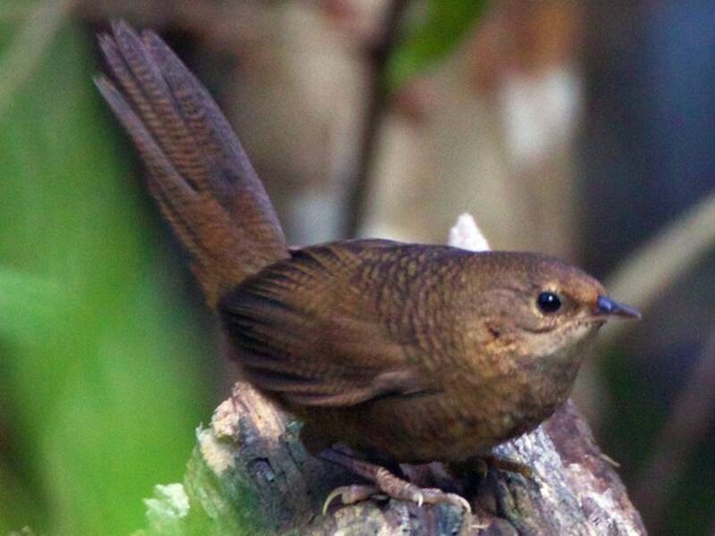 Rufous Scrub-bird, Photos 3