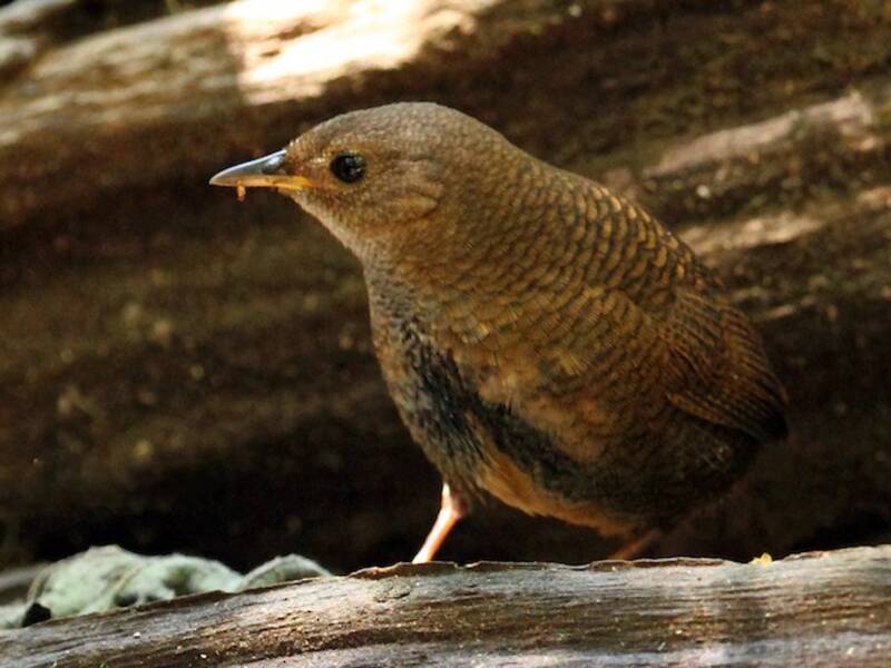 Rufous Scrub-bird
