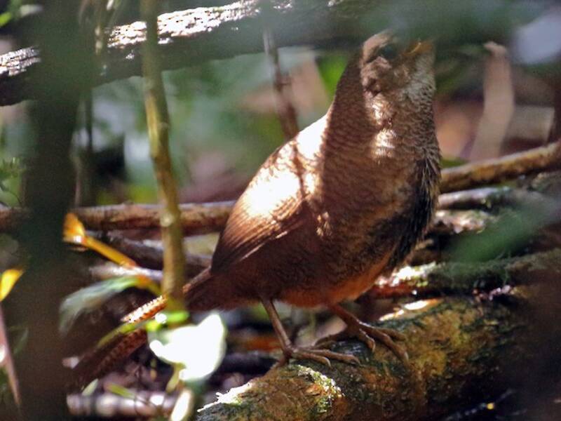 Rufous Scrub-bird, Photos 2