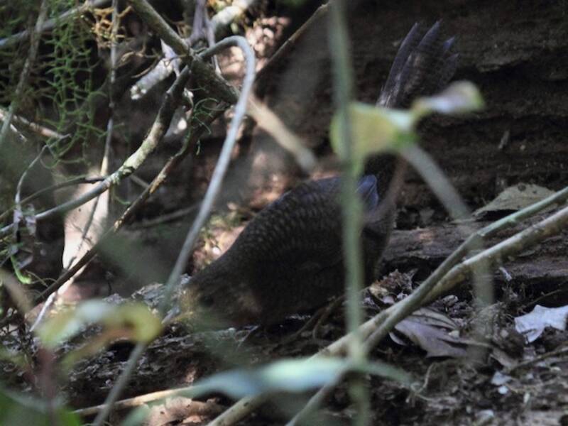 Rufous Scrub-bird, Photos 4