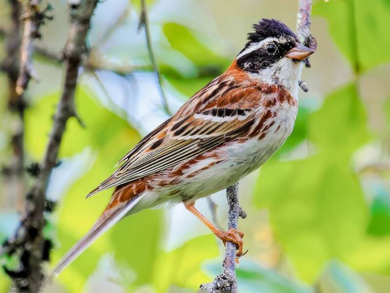 Zigolo rustico, Foto 3