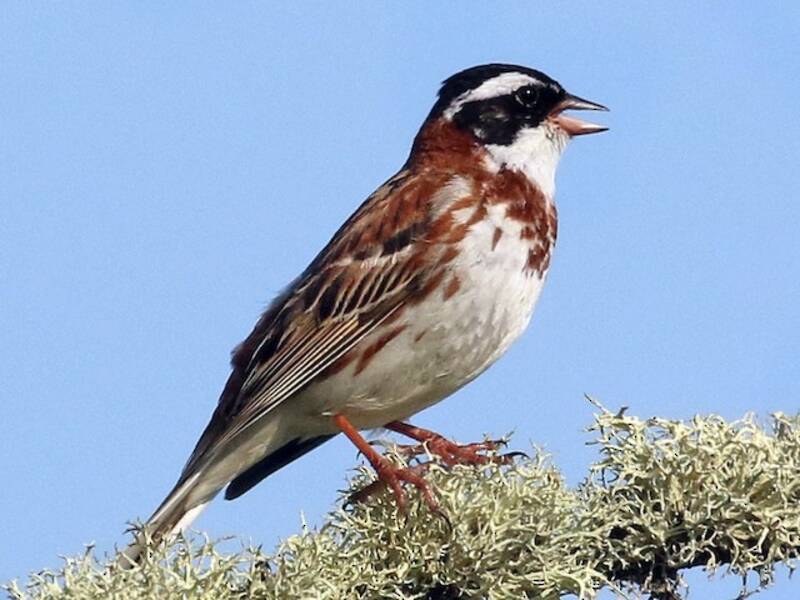 Zigolo rustico, Foto 4