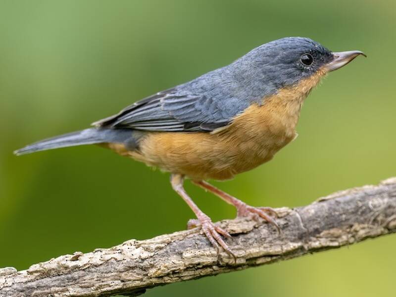 Diglossa Herrumbrosa