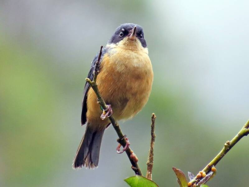 Diglossa Herrumbrosa, Fotos 4
