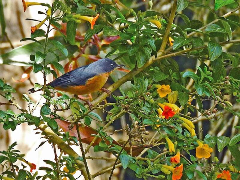 Diglossa Herrumbrosa, Fotos 3