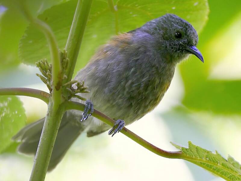 Rufous-sided Honeyeater, Photos 4