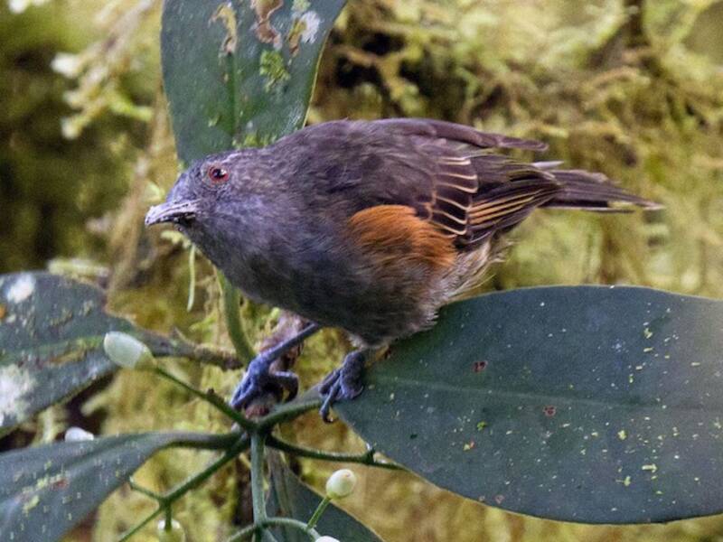 Rufous-sided Honeyeater, Photos 2
