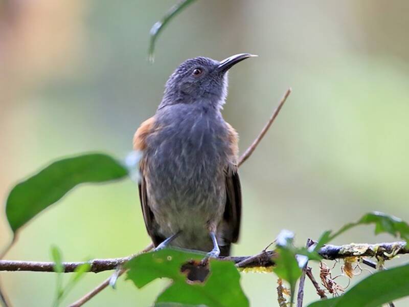 Rufous-sided Honeyeater