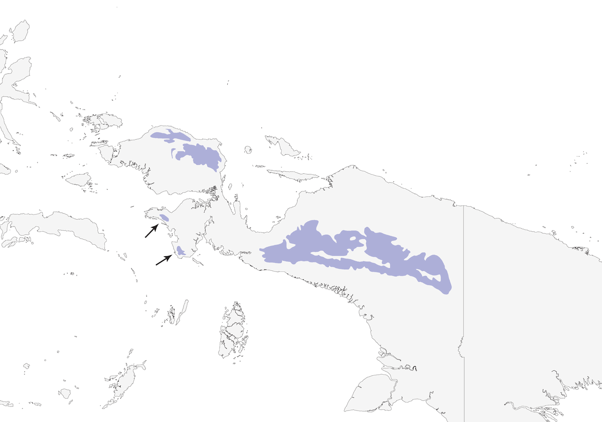Rufous-sided Honeyeater, Distribution 1