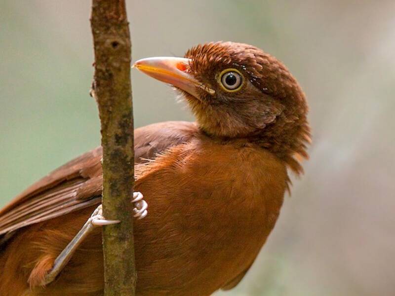 Rostpitohui, Fotos 4