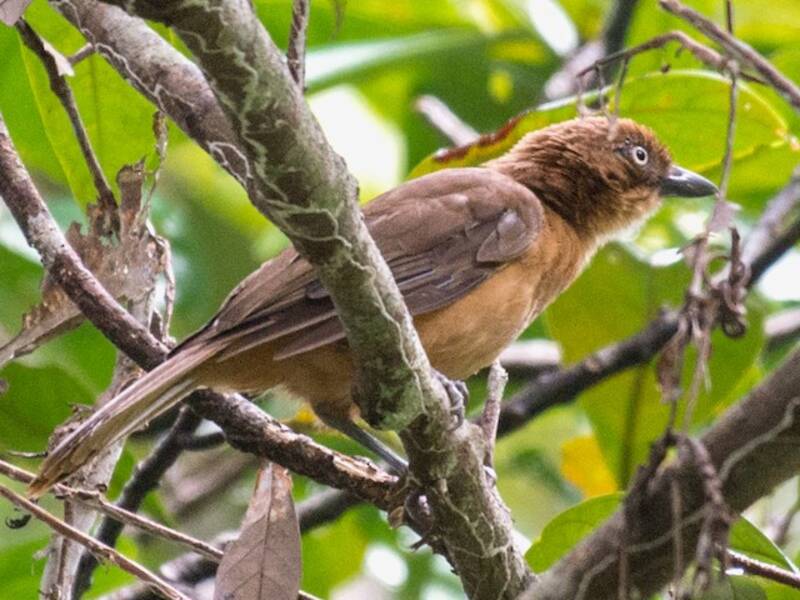 Rostpitohui, Fotos 3