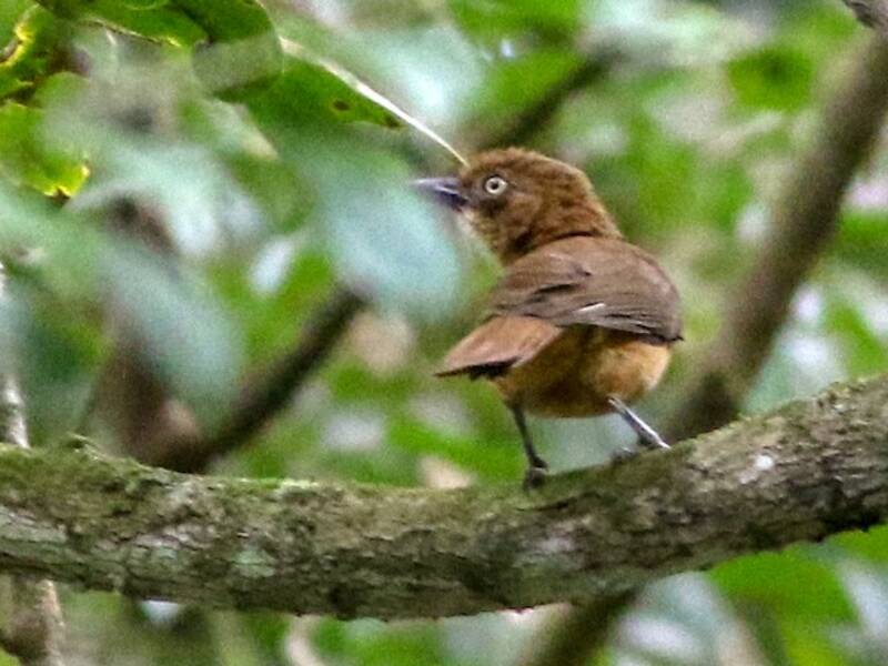 Rostpitohui, Fotos 2