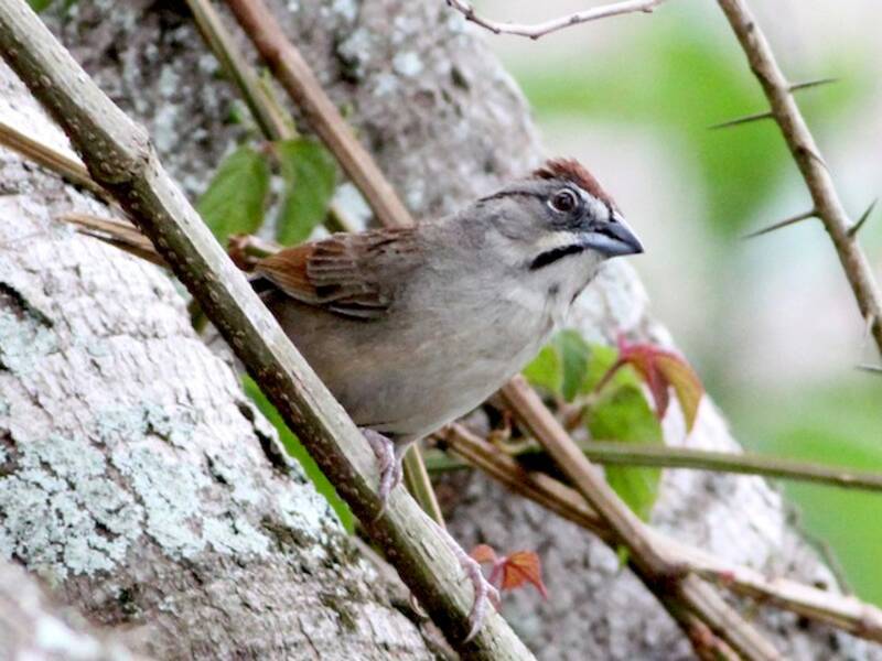 Rusty Sparrow, Photos 4