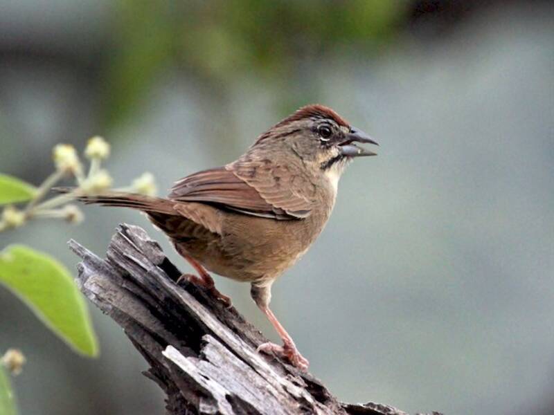 Rusty Sparrow, Photos 2