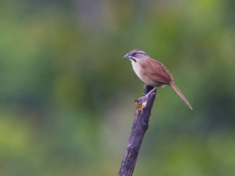 Rusty Sparrow