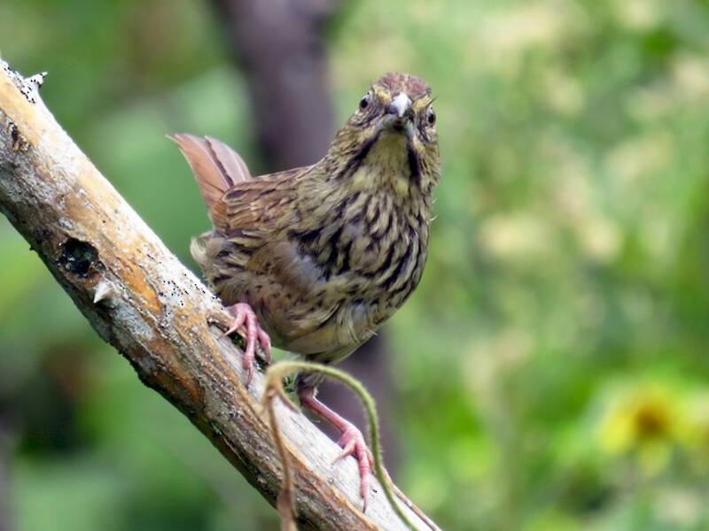 Rusty Sparrow, Photos 3