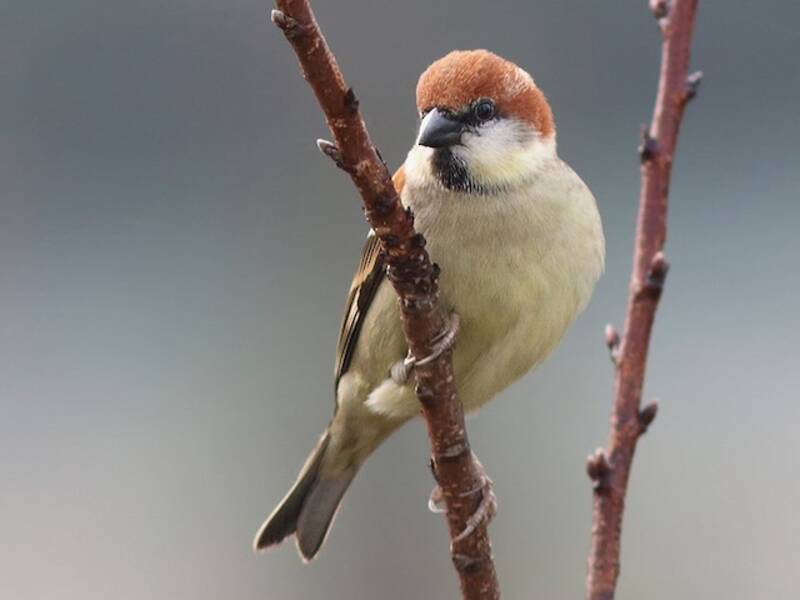 Russet Sparrow (Passer cinnamomeus)