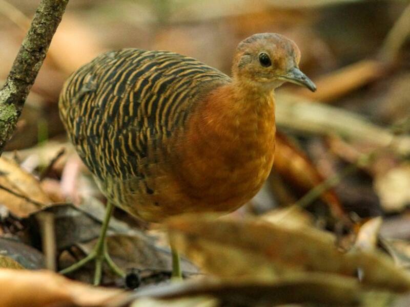 Rusty Tinamou